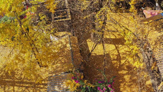 满是金黄银杏落叶的农家院子