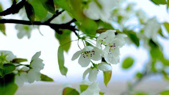 白色梨花盛开