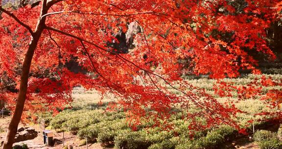 苏州秋天枫树林红色枫叶