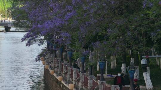 航拍初夏昆明蓝花楹