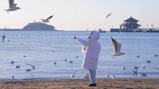 青岛风光栈桥海鸥视频素材模板下载