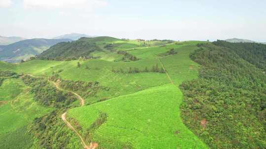 浙江金华东白山婺越高山茶园自然风光航拍