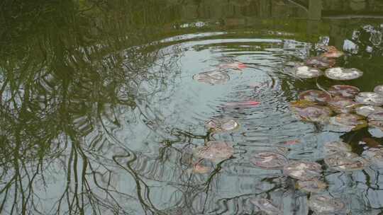 春天，苏州园林耦园，水池里自由自在的金鱼