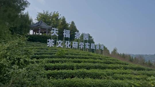 高清航拍四川乐山天福茶山茶园