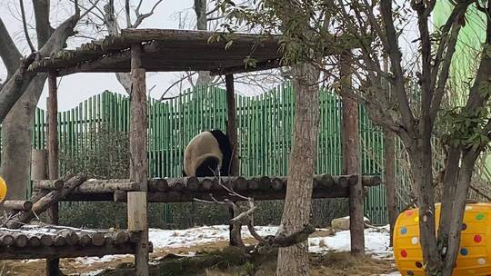 山东泉城欧乐堡动物王国，老虎、熊猫、袋鼠