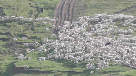 内蒙古大草原夕阳下回家的小羊羔大片羊群