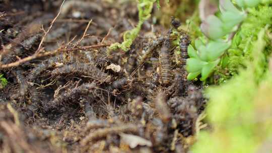 大自然生命土壤蠕动毛虫昆虫