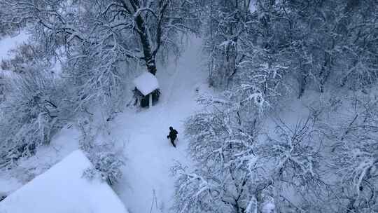 森林，松树，树木，下雪