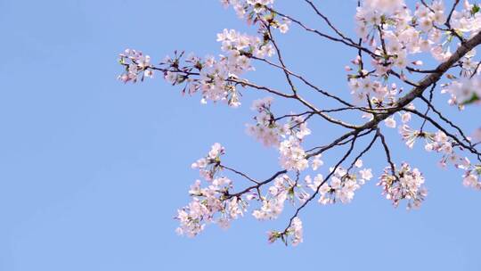 实拍杭州春天樱花盛开特写