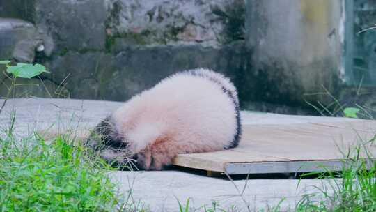 大熊猫幼崽晒太阳