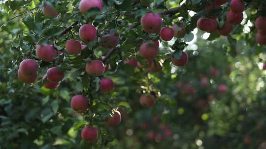 苹果园 苹果树 