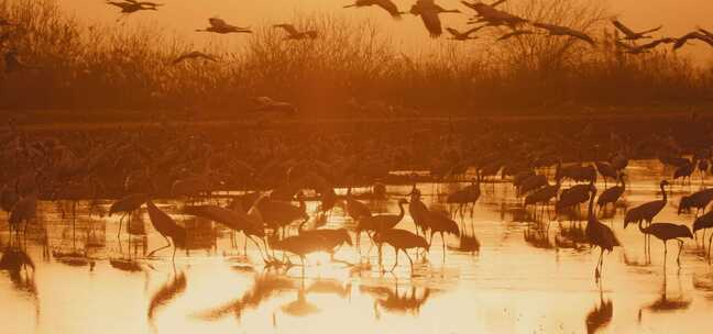 夕阳下的沼泽水鸟群