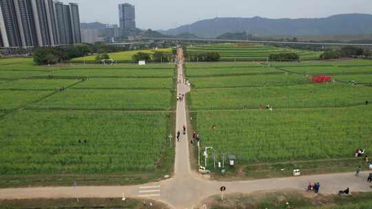 深圳光明小镇欢乐田园油菜花田