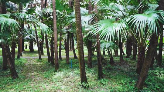 热带树林雨林公园
