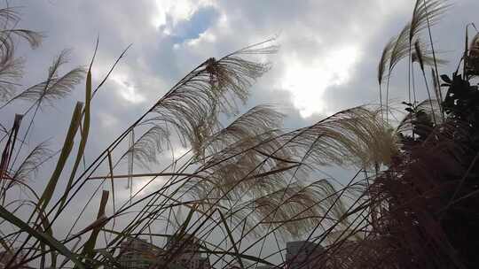 秋天野草植物芦苇实拍