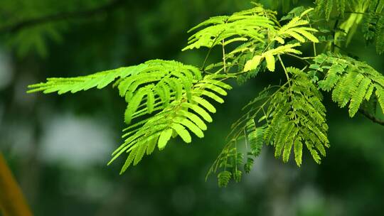 阳光下的绿叶植物