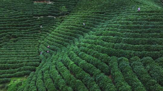 航拍茶园茶山风光