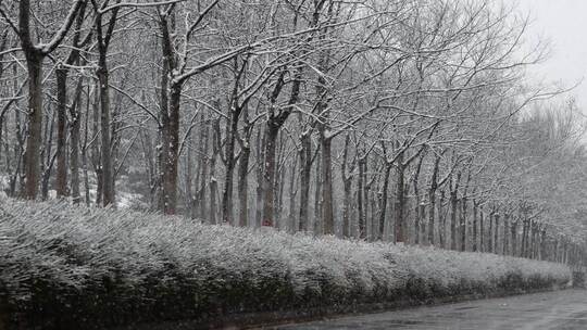 寒冷冬天公园里大雪中的树木空境升格