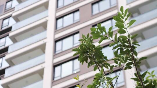 高层居民楼前的挂果桔子树视频素材模板下载