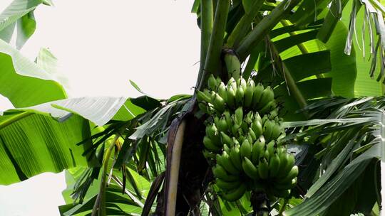 香蕉树里的香蕉特写景观