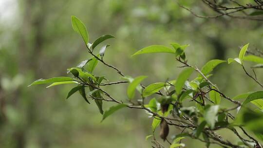 茶叶新芽一芽两叶古树茶