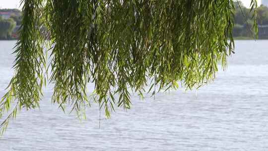 湖边飘拂的柳树