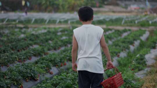 草莓地男孩背影摘草莓