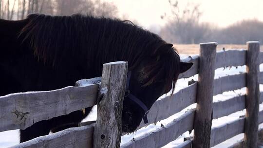 动物·黑色马