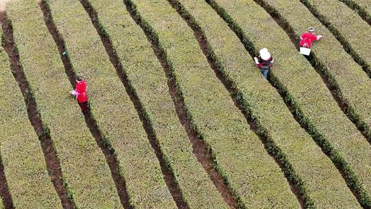 4k 航拍采茶茶园