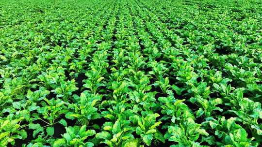 农田种植的甜菜