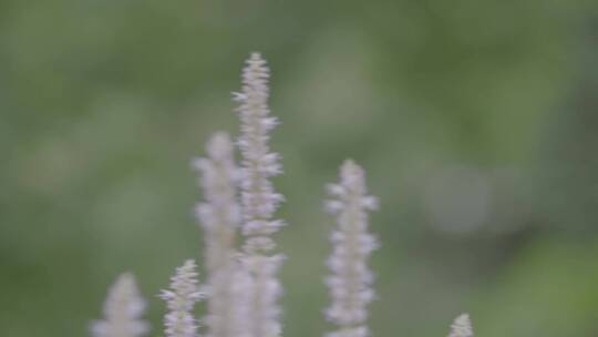 藿香花上的黑色蝴蝶LOG视频素材