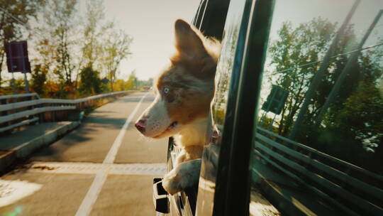 狗从车窗往外看视频素材模板下载