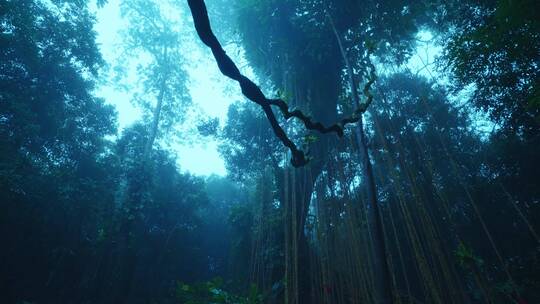 大自然下雨的森林