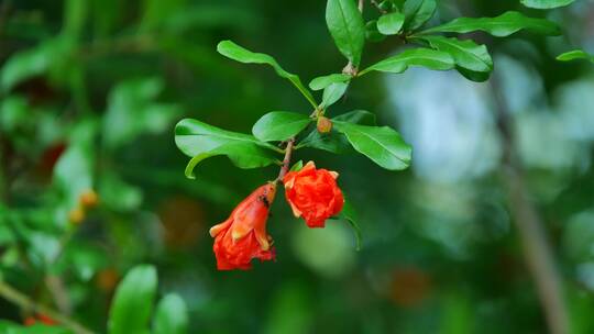 石榴花特写视频素材模板下载