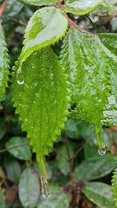 植物叶子被冰冻住水滴表面有冰