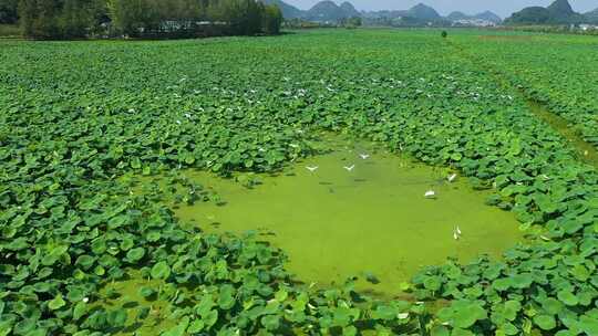 国家湿地公园长满荷叶的池塘白鹭飞过航拍