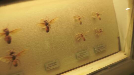 昆虫甲虫巨齿蛉马蜂螳螂独角仙标本视频素材模板下载