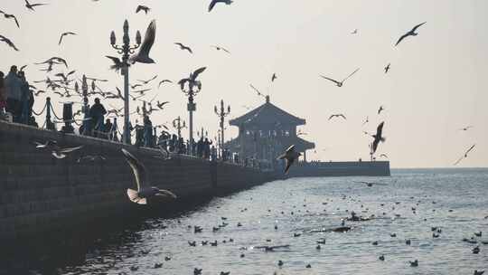 青岛栈桥一群海鸥漫天飞舞