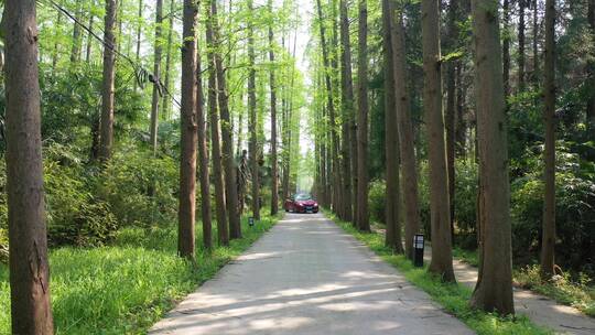 上海 崇明岛 汽车 旅拍 风景 树林视频素材模板下载