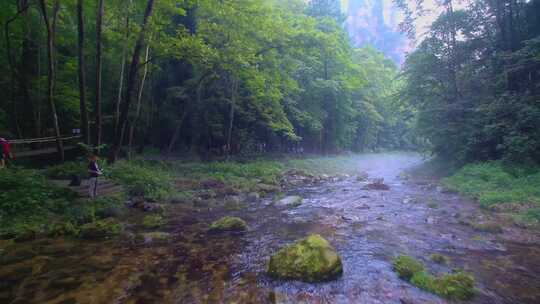 绿色森林晨雾中的清澈溪流张家界金鞭溪