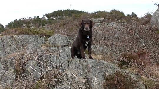 小黑狗站在山地石头上