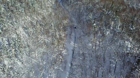 日本北海道大雪山国家公园森林公路