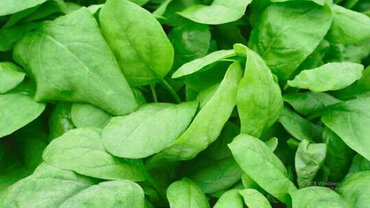 现代农业有机蔬菜菠菜绿色食品