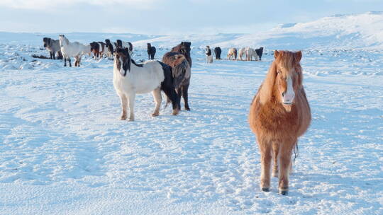 在寒冷雪地里迁移奔跑的马群