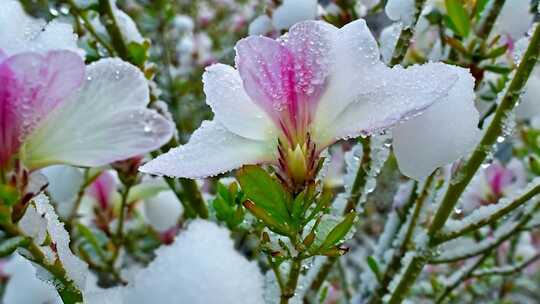 覆雪带露的粉色花卉特写