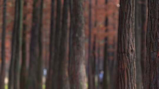 广州番禺大夫山森林公园落羽杉红叶秋景视频素材模板下载