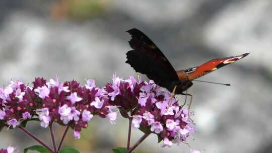 特写蝴蝶在花朵上飞舞觅食