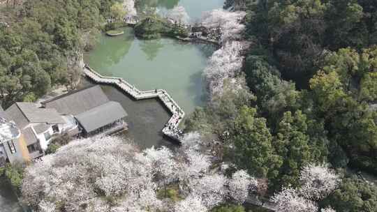 春天人们出门赏花，望月公园樱花盛开成海