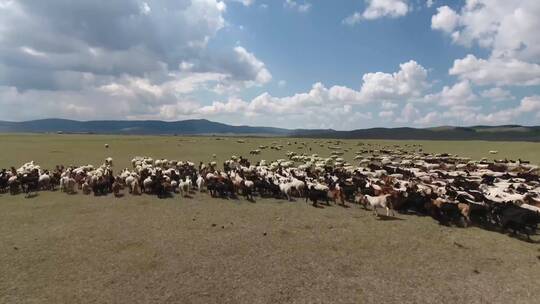 草原上的羊群视频素材模板下载