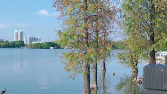 广州海珠湖公园落羽杉林湖景自然风光